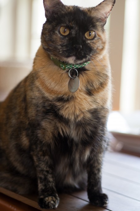 My Cat, Cleo on the photo table